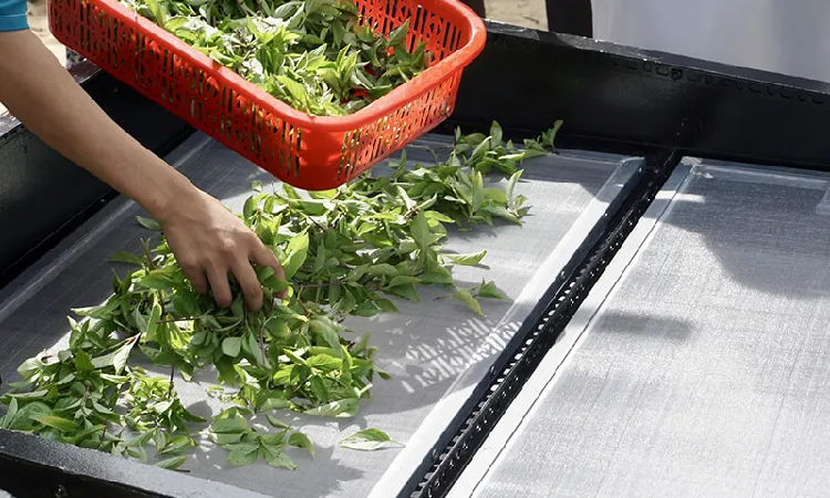 آیا می توان سبزی، گوشت و سایر مواد غذایی را با میوه خشک کن خشک کرد؟