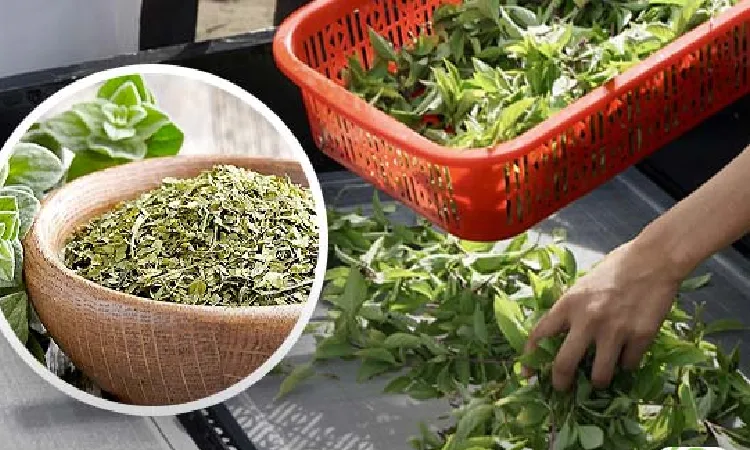 آیا می توان سبزی، گوشت و سایر مواد غذایی را با میوه خشک کن خشک کرد؟